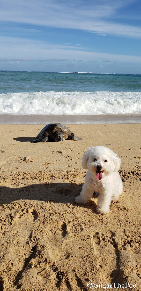 SugarThePoo Cute Maltipoo Puppy Dog at beach with large sea turtle