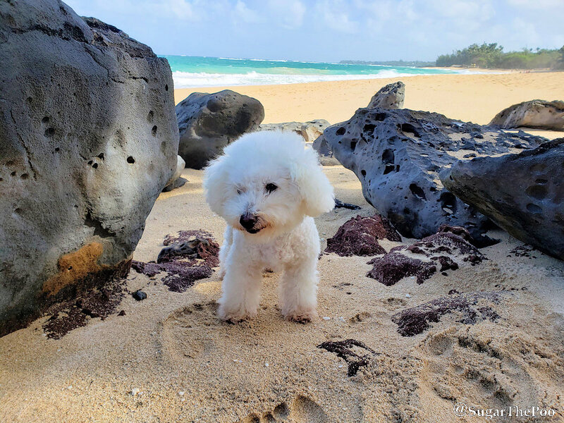 SugarThePoo Cute Maltipoo Puppy Dog at beach in shade with large rocks