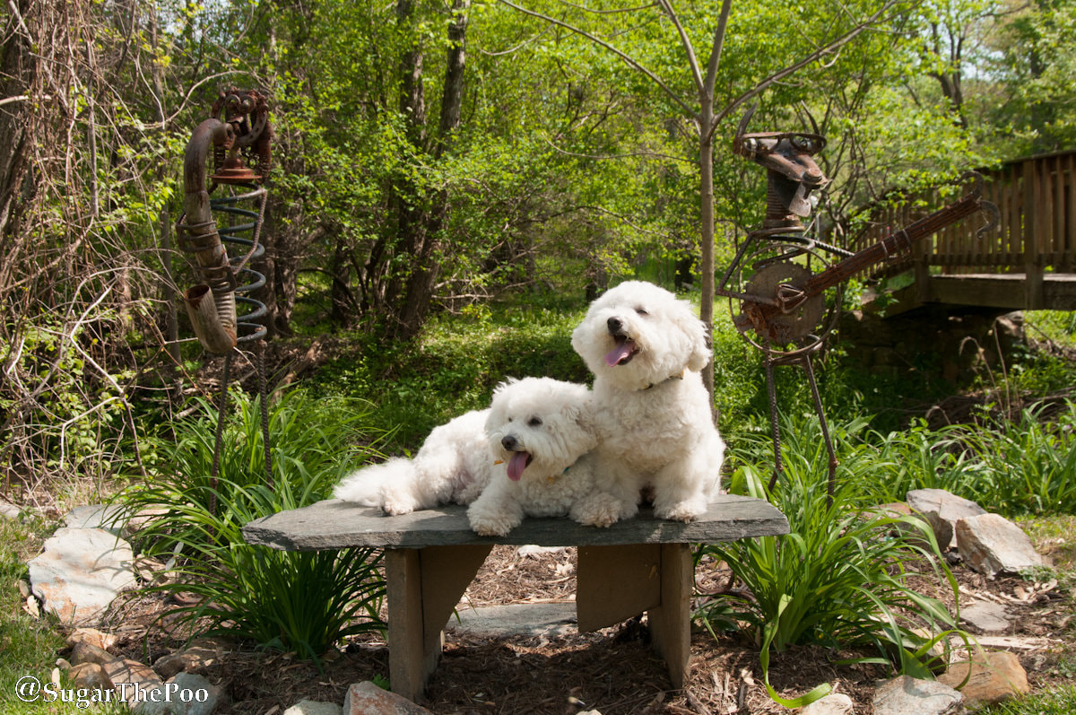 SugarThePoo Cute Maltipoo Puppy Dog on bench with brother in Sculpture Garden