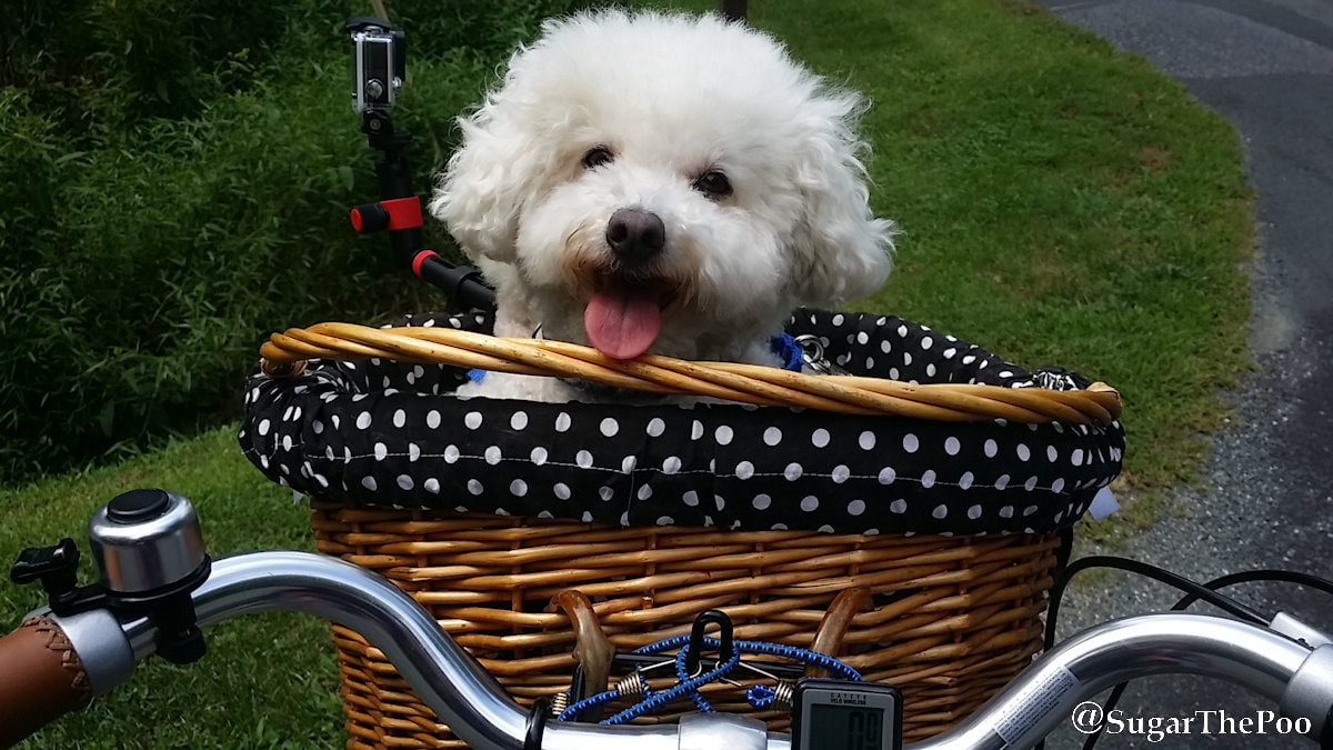 SugarThePoo Cute Maltipoo Puppy Dog smiling in polka dot bike basket