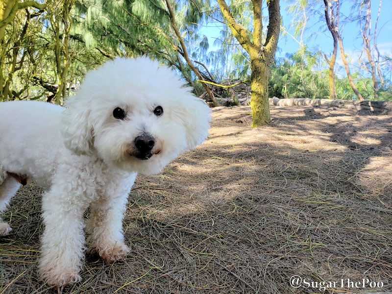 SugarThePoo Cute Maltipoo Puppy Dog in beach pines
