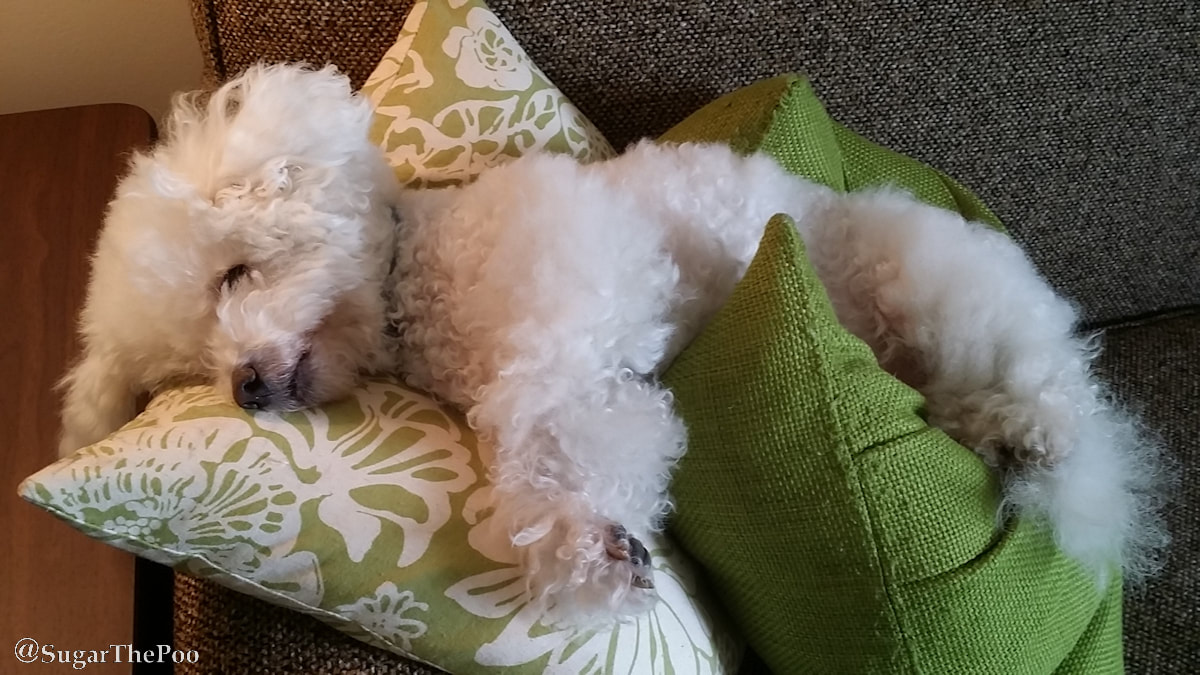 SugarThePoo Cute Maltipoo Puppy Dog asleep across sofa pillows
