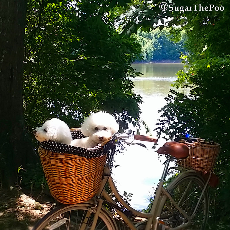 SugarThePoo Cute Maltipoo Puppy Dog resting with brother in bike basket by greenery and river