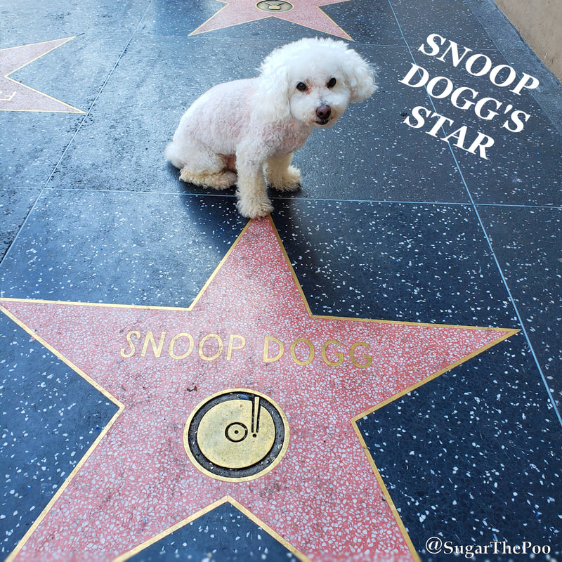 SugarThePoo Cute Maltipoo Puppy Dog with Snoop Dogg's Star on Hollywood Walk Of Fame