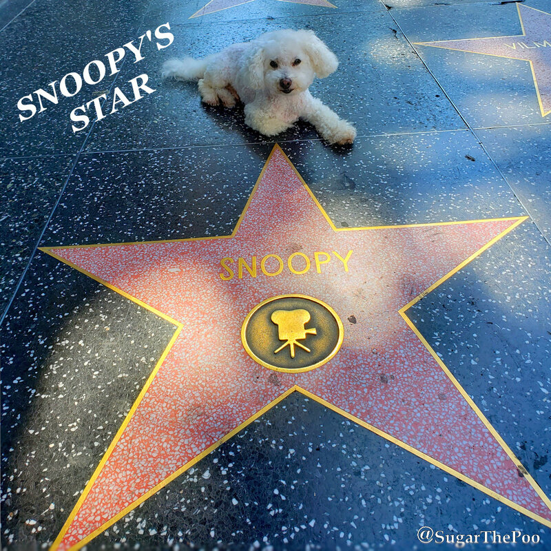 SugarThePoo Cute Maltipoo Puppy Dog with Snoopy's Star on Hollywood Walk Of Fame