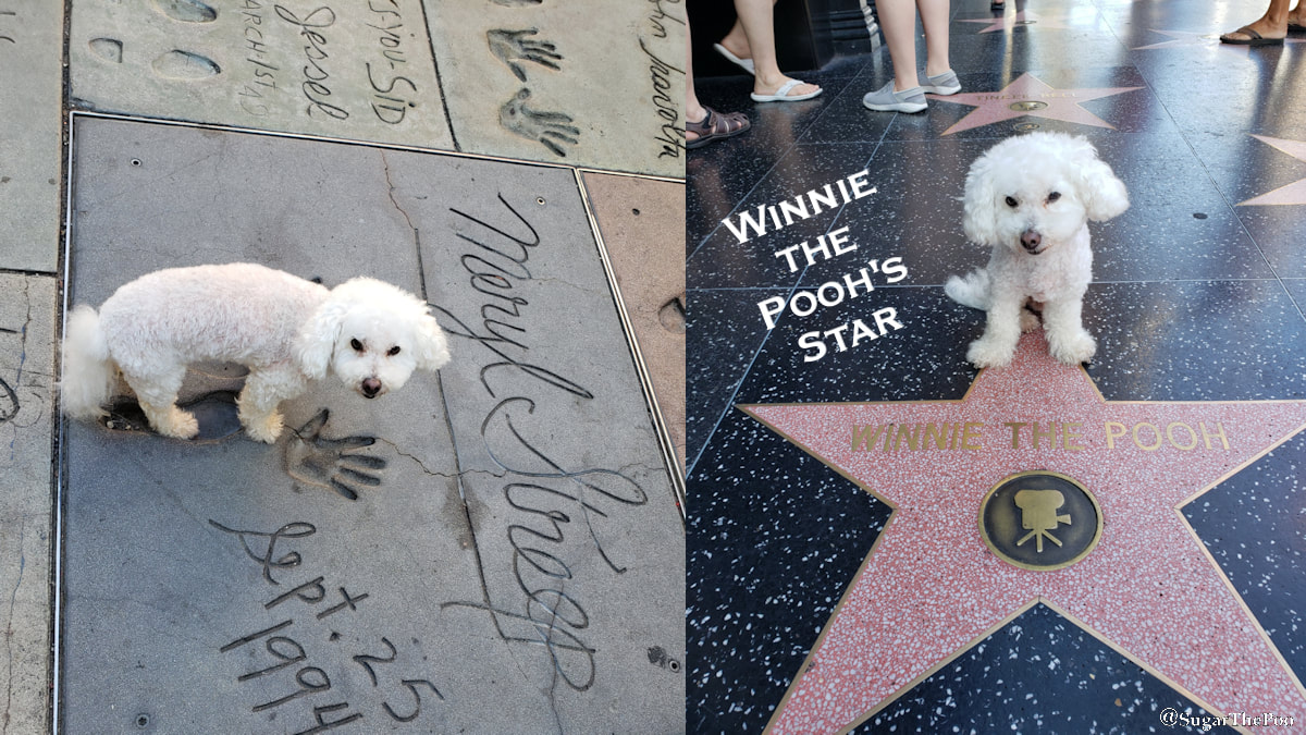 SugarThePoo Cute Maltipoo Puppy Dog in Meryl Streep's Footprints, and with Winnie The Poo's Star on Hollywood Walk Of Fame