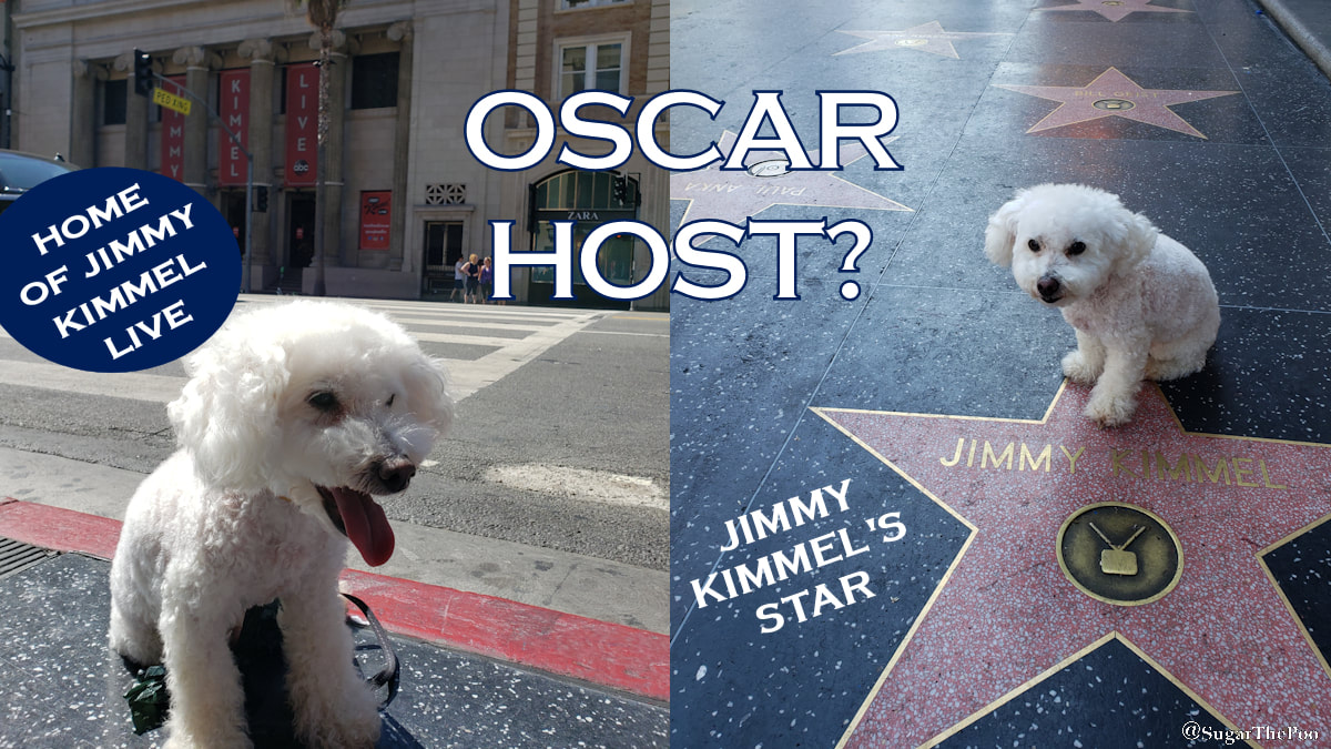 SugarThePoo Cute Maltipoo Puppy Dog at Home of Jimmy Kimmel Live, and with Jimmy Kimmel's Star on Hollywood Walk Of Fame