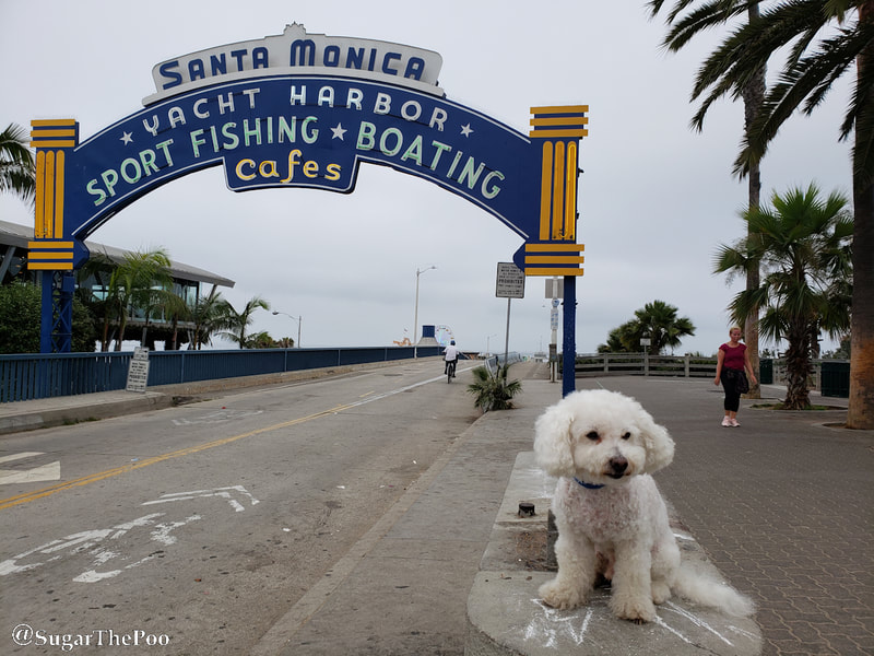 SugarThePoo Cute Maltipoo Puppy Dog at iconic entrance to Santa Monica Pier 