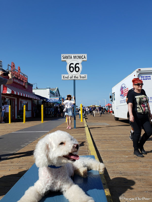 SugarThePoo Cute Maltipoo Puppy Dog smiling on bench at End Of The Trail sign for Route 66 on Santa Monica Pier 