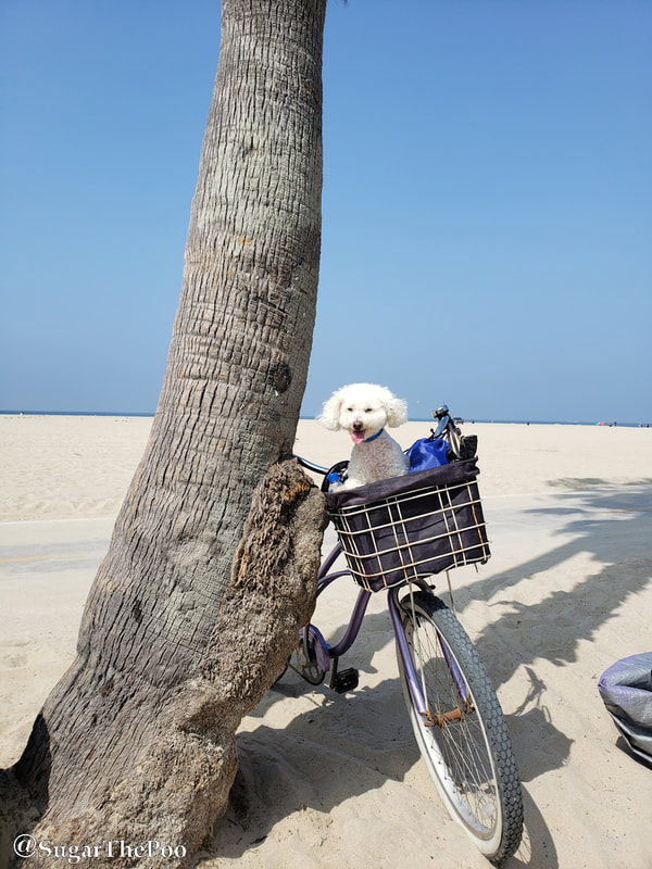 SugarThePoo Cute Maltipoo Puppy Dog in bike basket at Venice California Beach