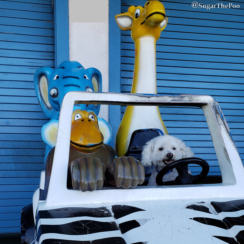 SugarThePoo Cute Maltipoo Puppy Dog in amusement park car with amusement park animals  