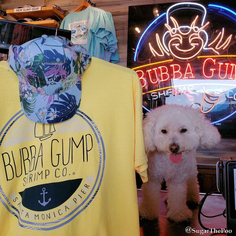 SugarThePoo Cute Maltipoo Puppy Dog sitting on counter at Bubba Gump Shrimp Company 