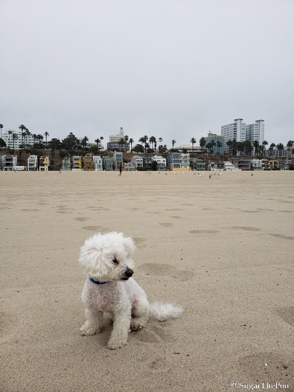 SugarThePoo Cute Maltipoo Puppy Dog on Santa Monica Beach with view of buildings 
