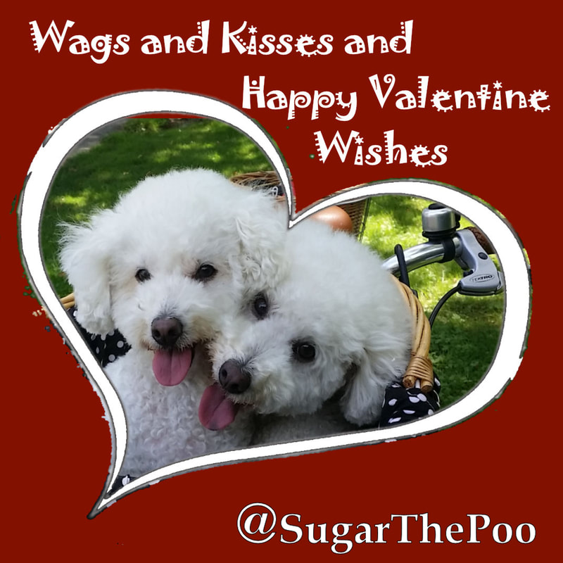 SugarThePoo Cute Maltipoo Puppy Dogs in Bike Basket Valentine Card