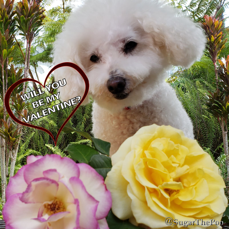 SugarThePoo Cute Maltipoo Puppy Dog with Valentine Roses