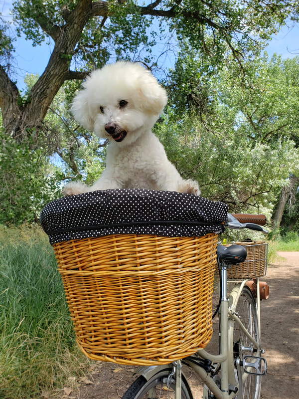 SugarThePoo Cute Maltipoo Puppy Dog up and smiling in bike basket