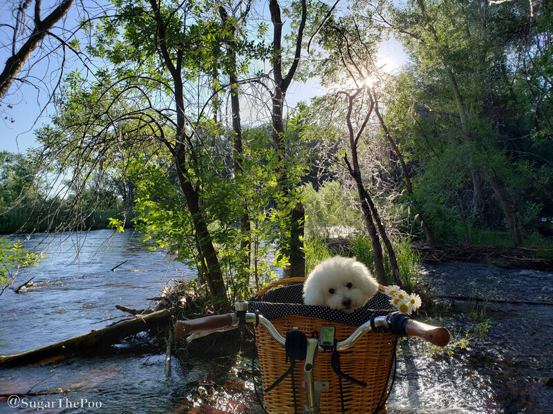 SugarThePoo Cute Maltipoo Puppy Dog in bike basket at river sunrise