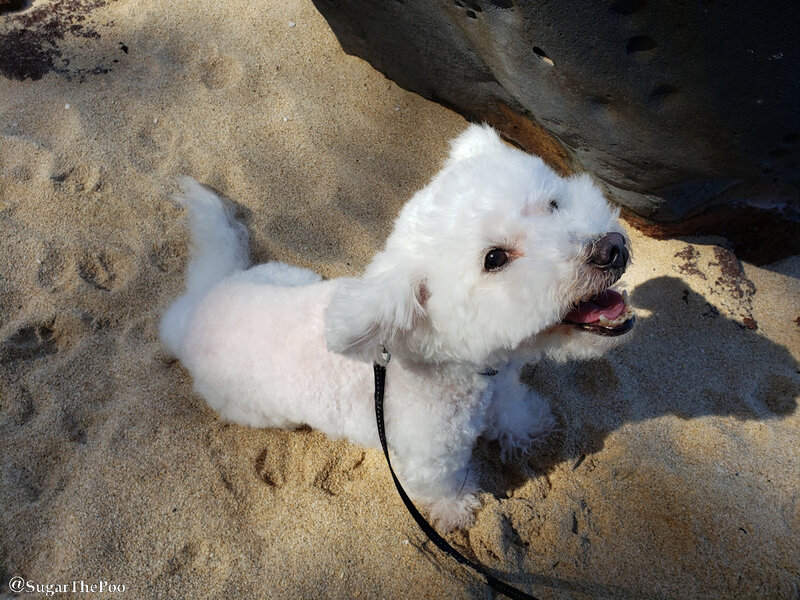 SugarThePoo Cute Maltipoo Puppy Dog smiling in beach sand
