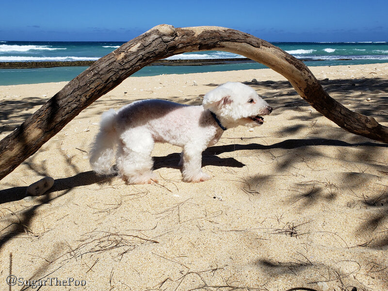 SugarThePoo Cute Maltipoo Puppy Dog under arched log at ocean beach