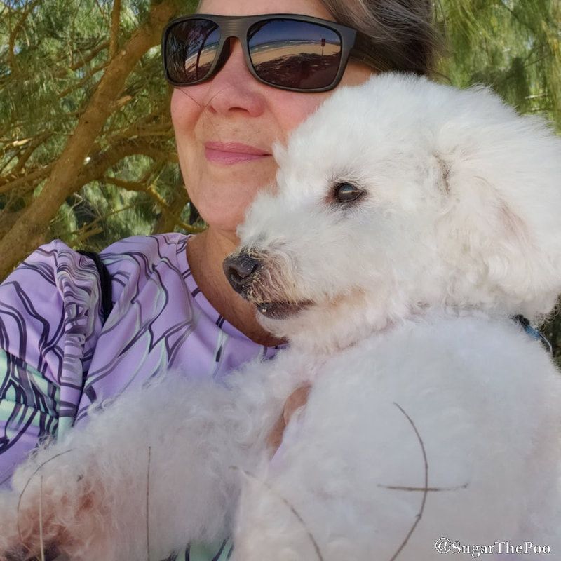 SugarThePoo Cute Maltipoo Puppy Dog relaxed in loving arms