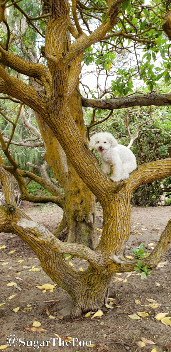 SugarThePoo Cute Maltipoo Puppy Dog in tree