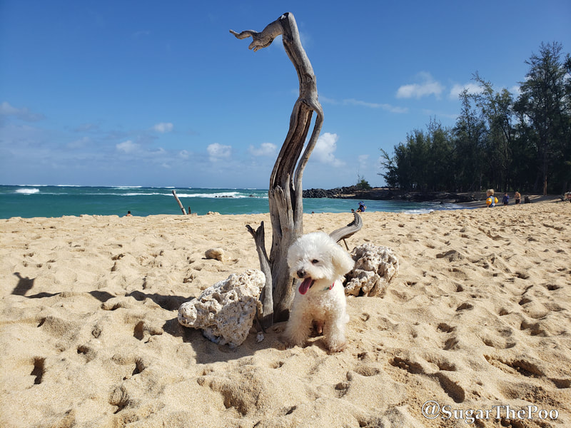 SugarThePoo Cute Maltipoo Puppy Dog at beach with pretty dead tree