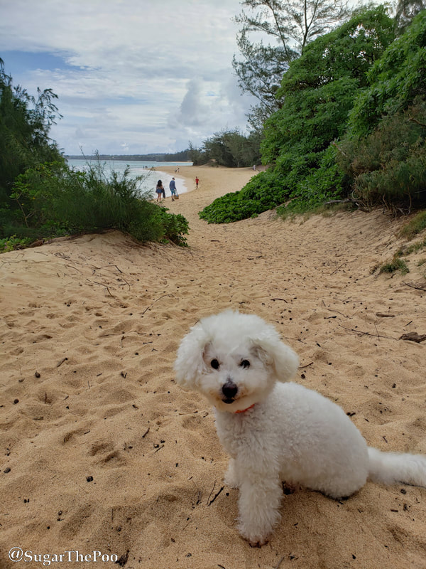 SugarThePoo Cute Maltipoo Puppy Dog on path to the beach