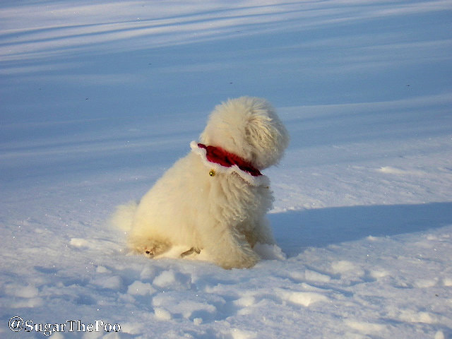 SugarThePoo Cute Maltipoo Puppy Dog in snow