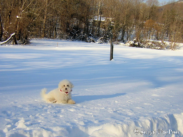 SugarThePoo Cute Maltipoo Puppy Dog in snow with woods behind