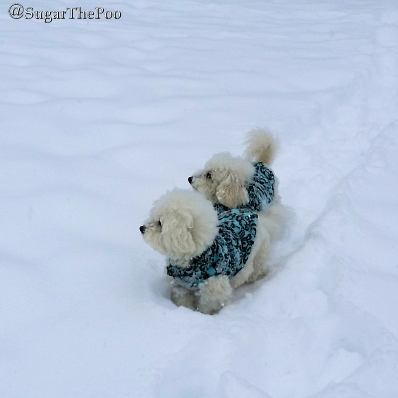 SugarThePoo Cute Maltipoo Puppy Dog with brother in deep snow