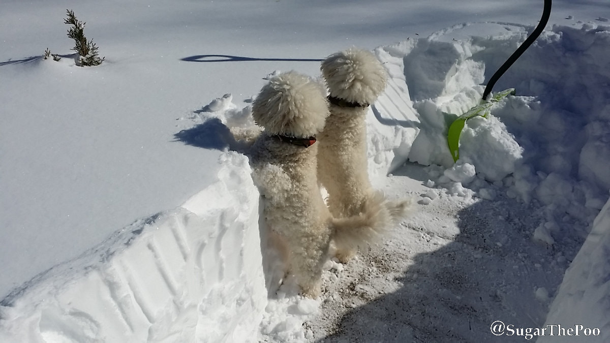 SugarThePoo Cute Maltipoo Puppy Dog with brother with very deep snow and snow shovel