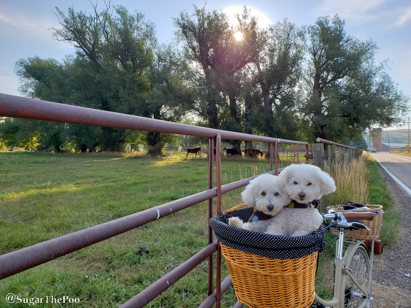 SugarThePoo Cute Maltipoo Puppy Dog in bike basket with brother at sunrise by green field