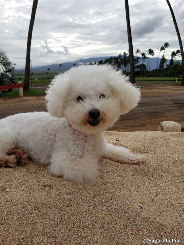 SugarThePoo Cute Maltipoo Puppy Dog in beach sand with palm trees and mountain behind