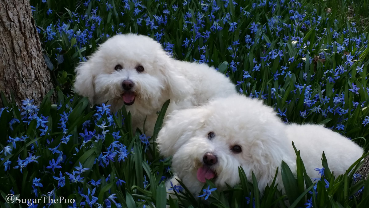 SugarThePoo Cute Maltipoo Puppy Dog with brother in beautiful lush purple flowers