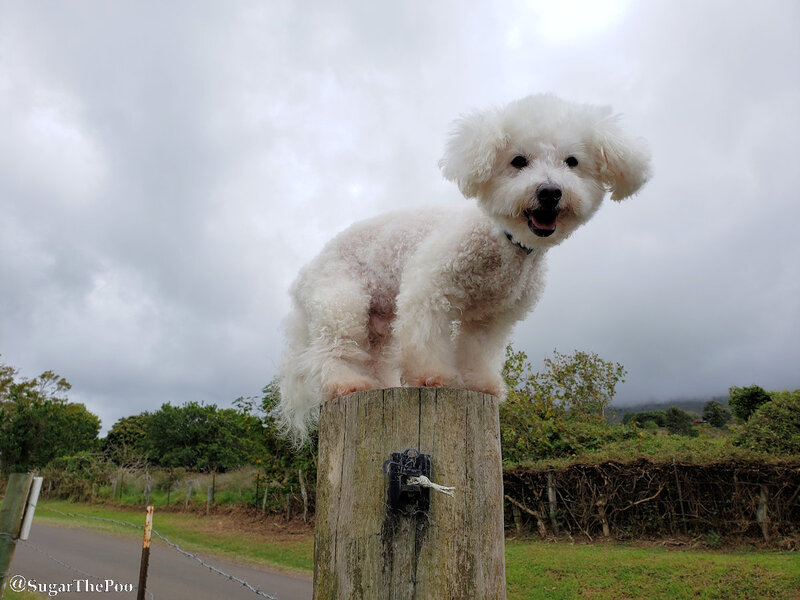 SugarThePoo Cute Maltipoo Puppy Dog smiling perched on top of fencepost