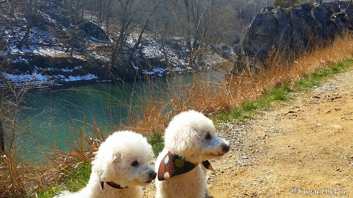 SugarThePoo Cute Maltipoo Puppy Dog with brother on trail by river