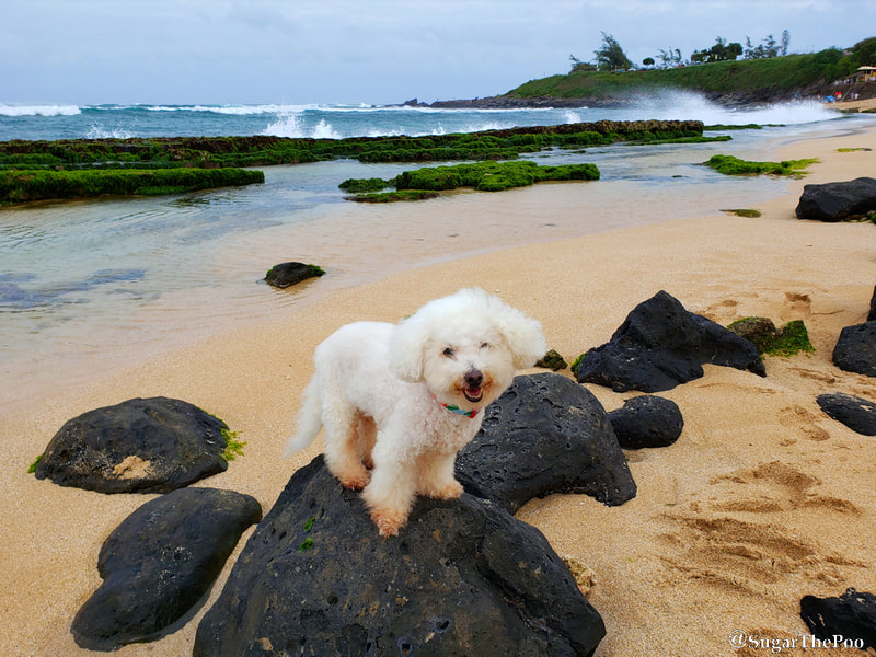 SugarThePoo Cute Maltipoo Puppy Dog on rock at beach with waves behind