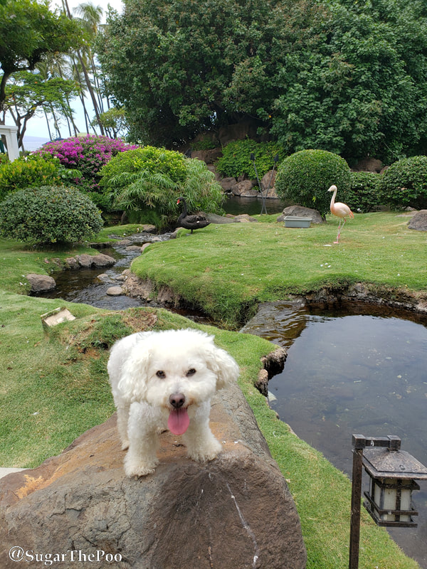 SugarThePoo Cute Maltipoo Puppy Dog in Asian garden with live flamingo