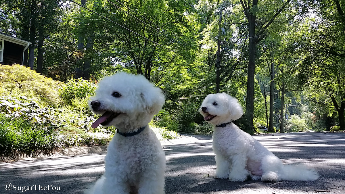 SugarThePoo Cute Maltipoo Puppy Dog with brother in tree lined street