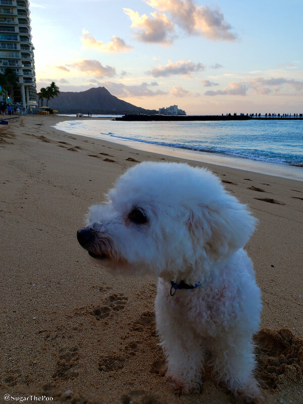 SugarThePoo Cute Maltipoo Puppy Dog on Waikiki Beach at dawn with Diamondhead behind