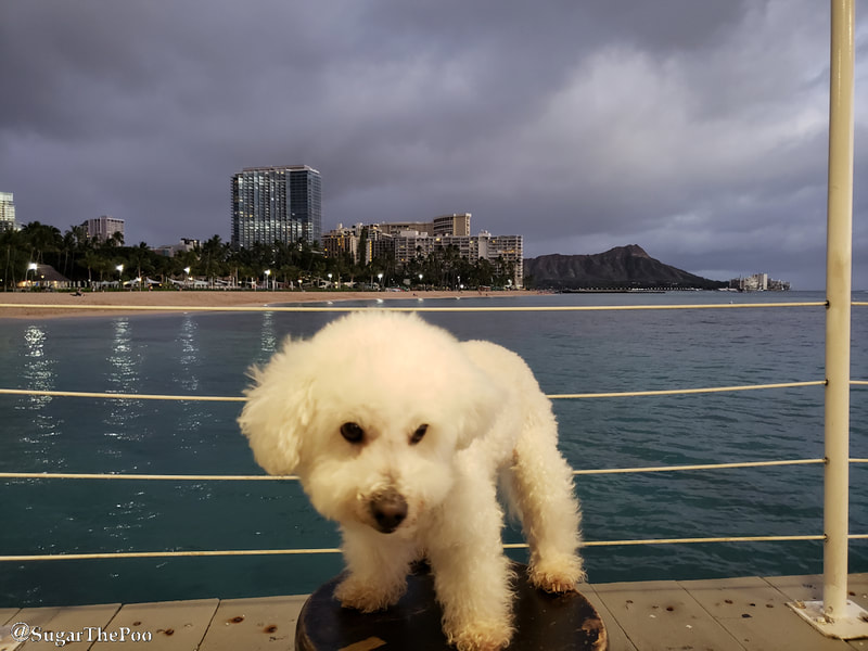 SugarThePoo Cute Maltipoo Puppy Dog at dusk with Waikiki Beach and Diamondhead behind