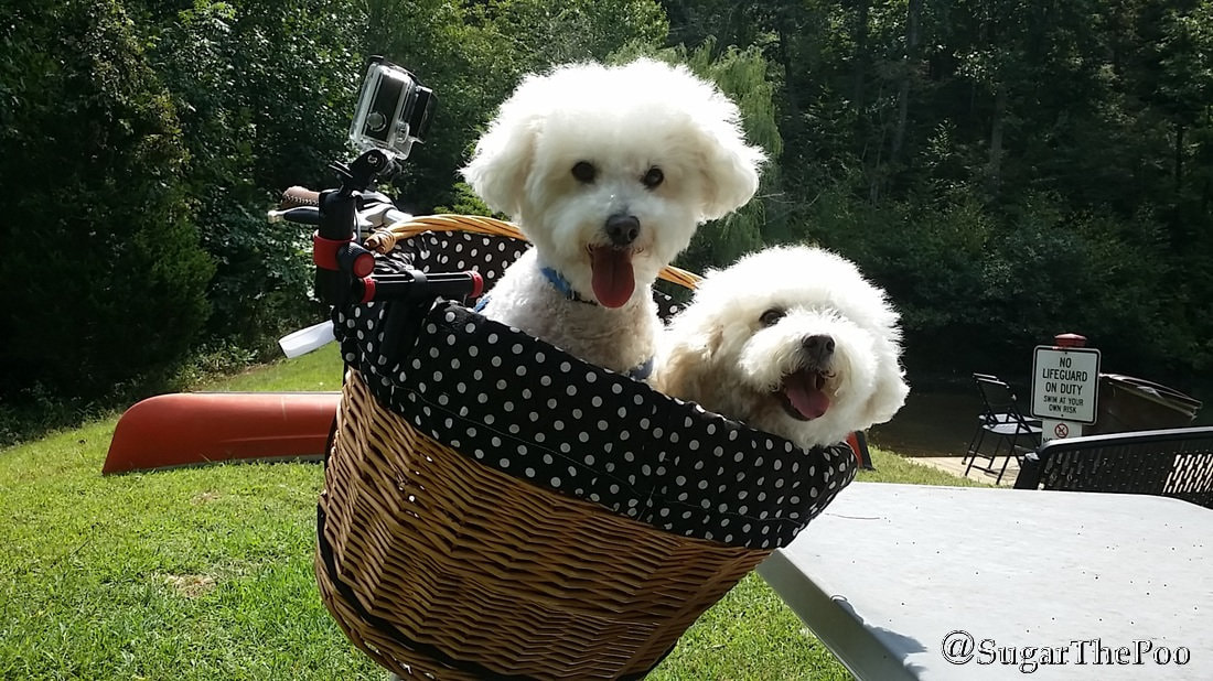 SugarThePoo Cute Maltipoo Puppy Dog with brother in bike basket