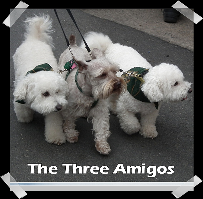 SugarThePoo Cute Maltipoo Puppy Dog with three dogs happily walking together on the same leash