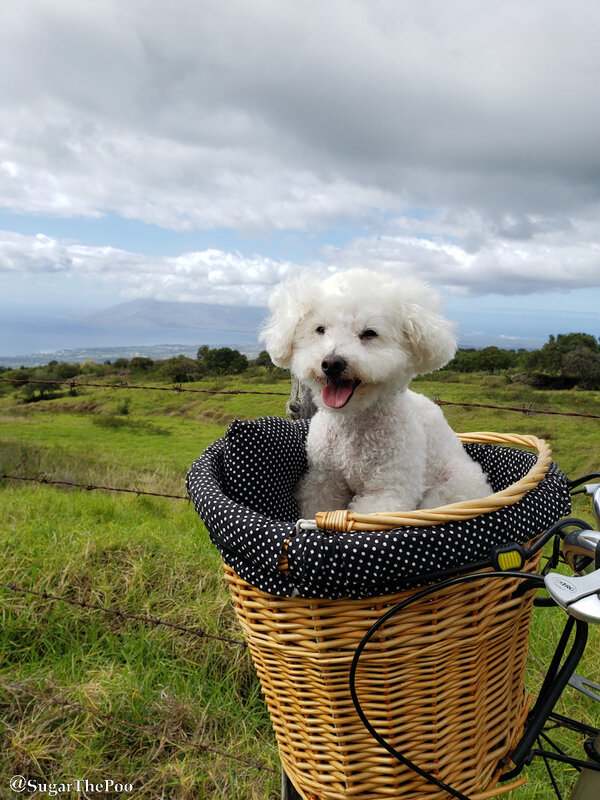 SugarThePoo Cute Maltipoo Puppy Dog in bike basket with long view of ocean, mountains, and green fields