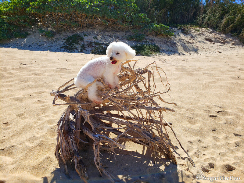 SugarThePoo Cute Maltipoo Puppy Dog perched on old frazzled dead tree in sand at beach