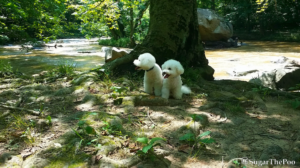 SugarThePoo Cute Maltipoo Puppy Dog with brother under shady tree by creek in summer
