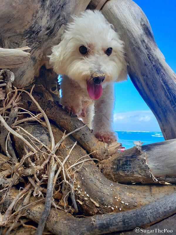 SugarThePoo Cute Maltipoo Puppy Dog putting head through hole in dead tree at beach