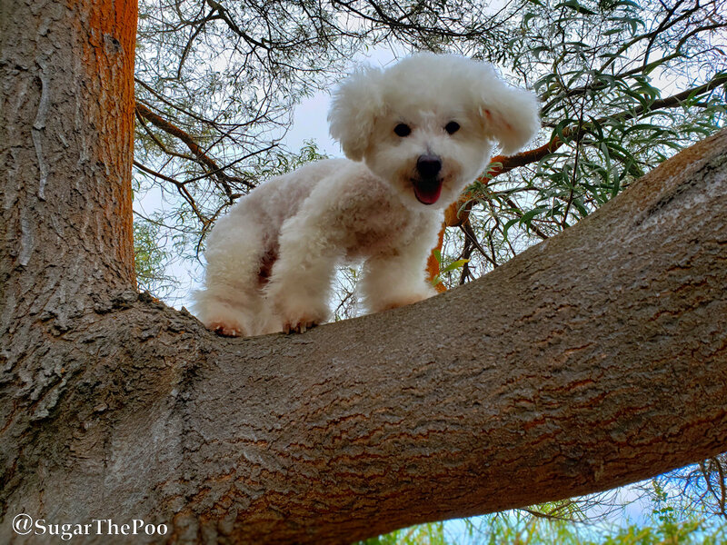 SugarThePoo Cute Maltipoo Puppy Dog smiling in tree