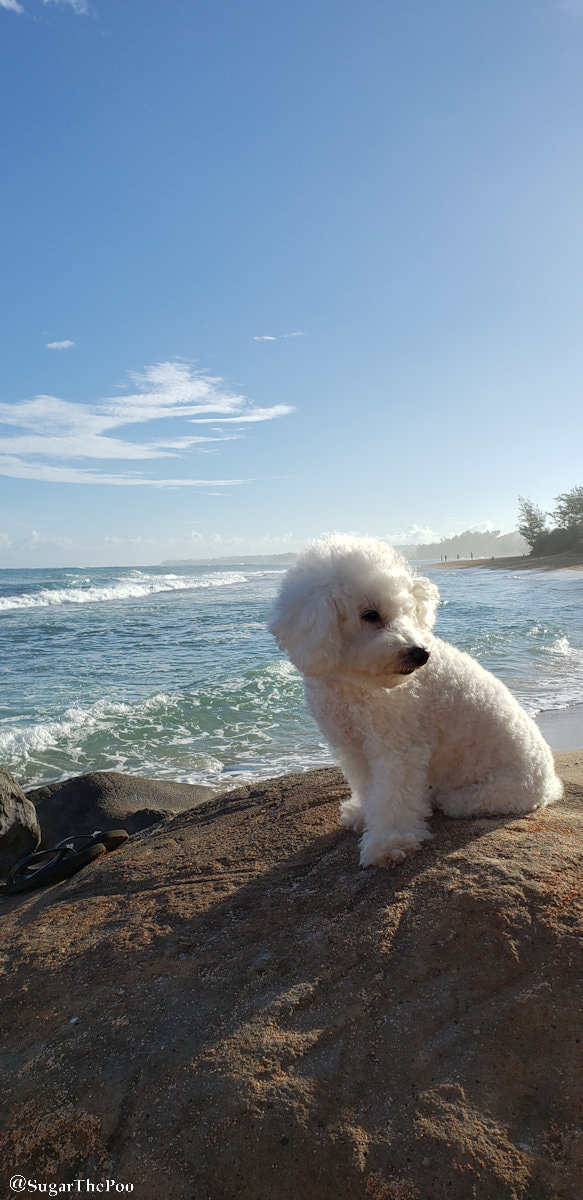 SugarThePoo Cute Maltipoo Puppy Dog on sun kissed rock watching ocean waves