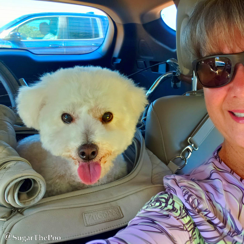 SugarThePoo Cute Maltipoo Puppy Dog smiling in car seat